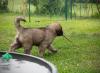 images/T-Wurf/T-Wurf Wo 10/3S8A3148-Bearbeitet_Web.jpg